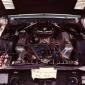 shelby.428