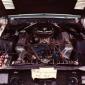 shelby.428