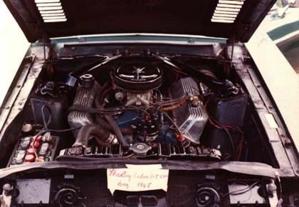 shelby.428