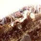 crop-1978_vesteinn_015