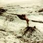 crop-akureyri_ii_1981_010